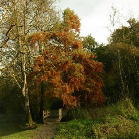 Passerelle rivière