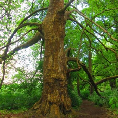 Arbre