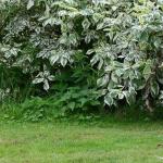 Cédric Lehnasch au jardin de Cookham