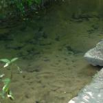 Source en contre-bas de l'Ermitage