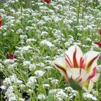 Saint-Benoît, ville fleurie